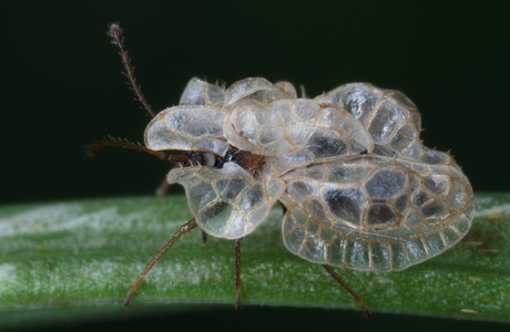Komaroffs Glasflügel-Netzwanze (Hyalochiton komaroffii) - © Gernot Kunz